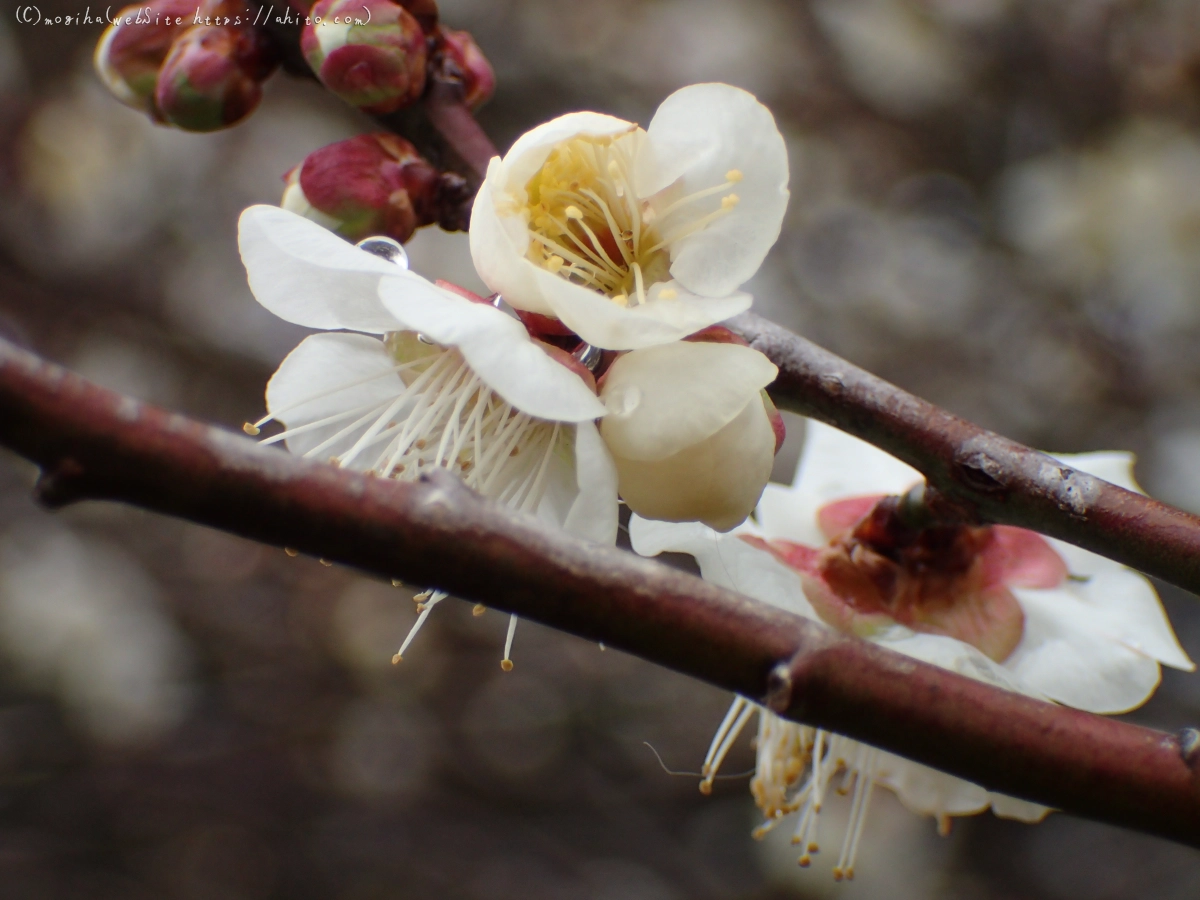 雨降りの梅の花（１） - 34