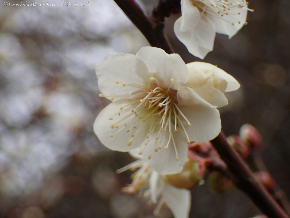 雨降りの梅の花（１） - 35