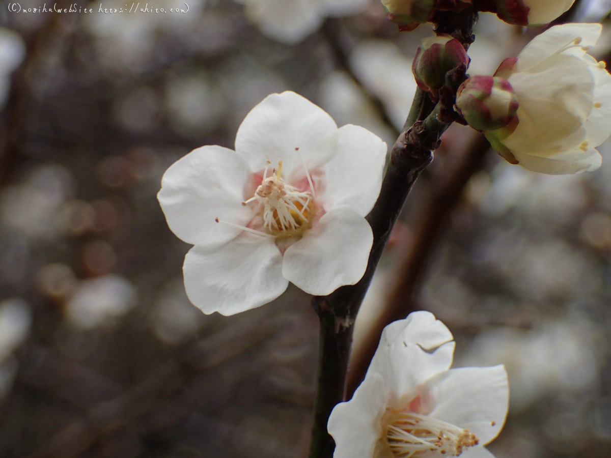 雨降りの梅の花（１） - 36