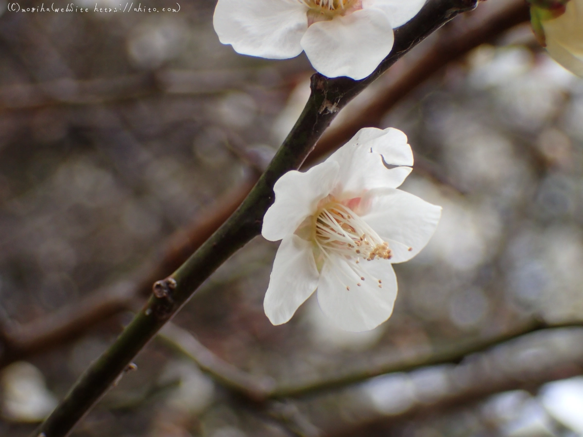 雨降りの梅の花（１） - 37