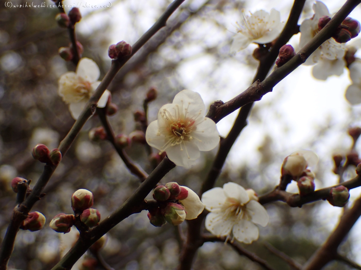 雨降りの梅の花（１） - 38