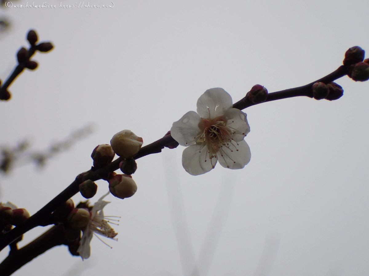 雨降りの梅の花（１） - 39