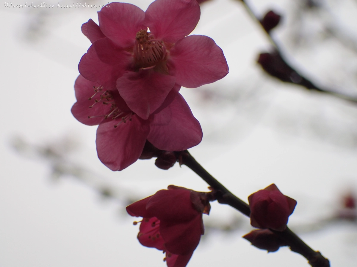 雨降りの梅の花（１） - 40