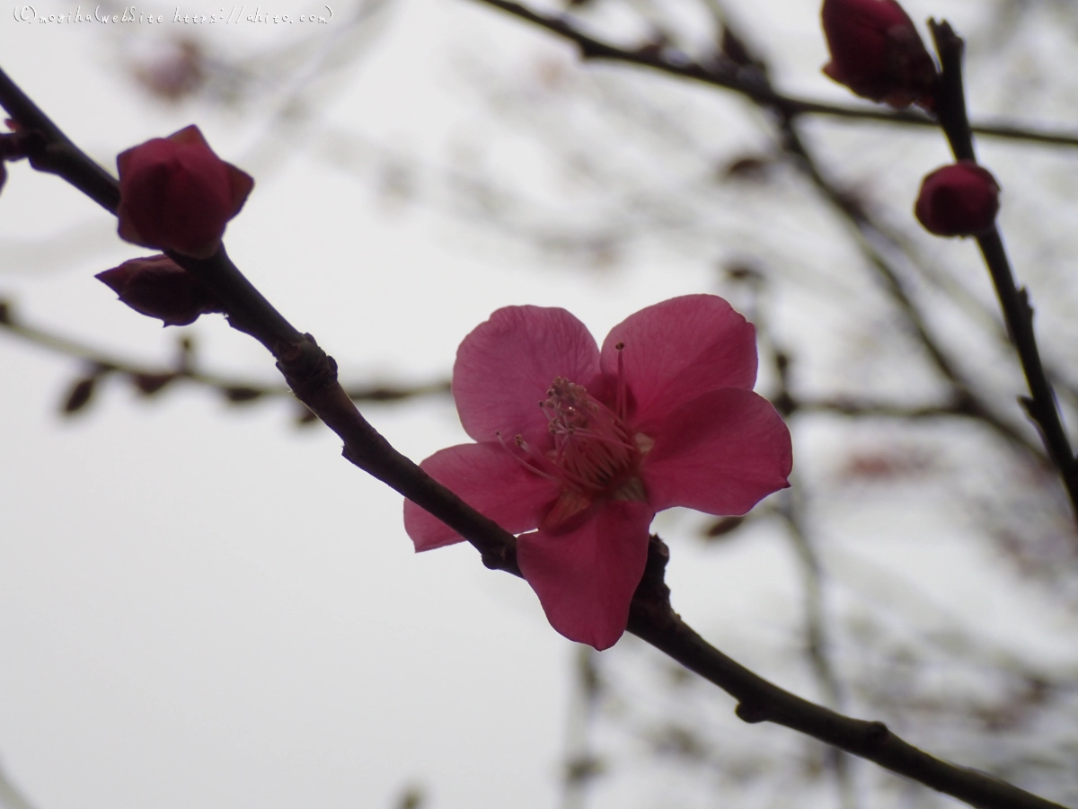 雨降りの梅の花（１） - 41