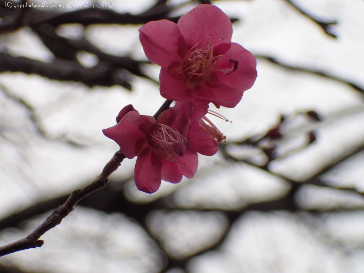 雨降りの梅の花（１） - 42