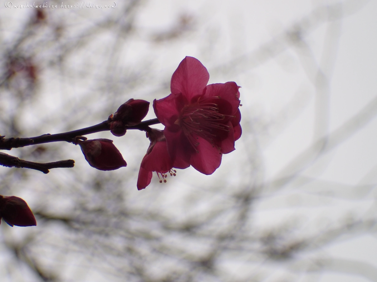 雨降りの梅の花（１） - 43