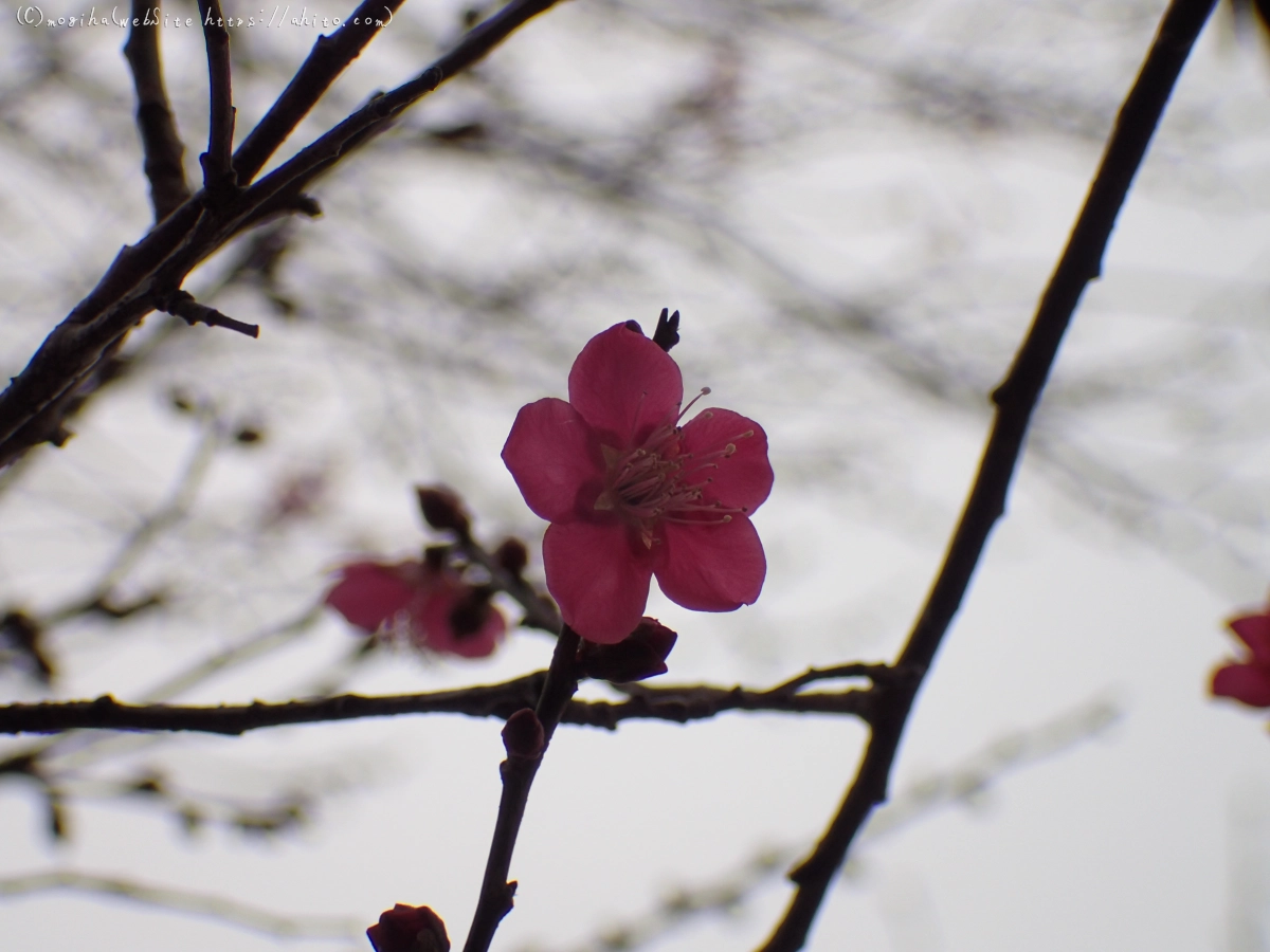 雨降りの梅の花（１） - 44