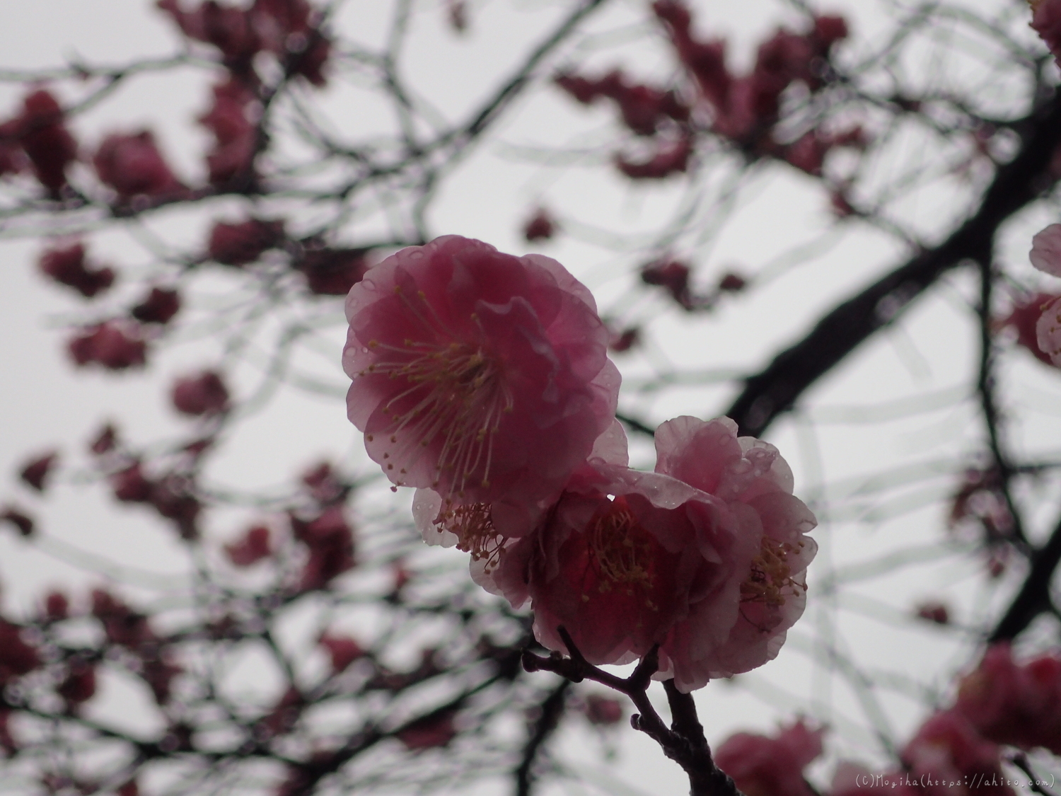 雨降りの梅の花（２） - 01