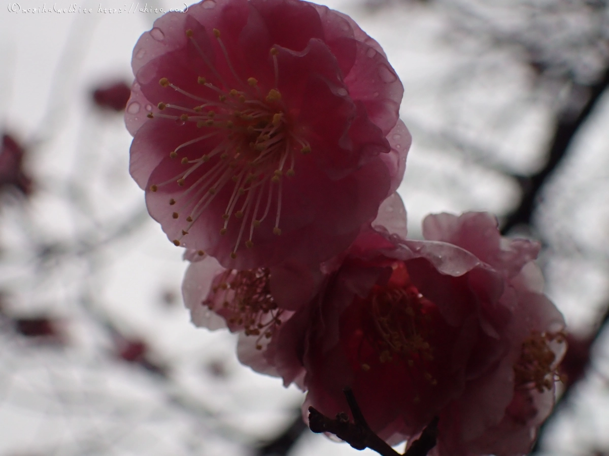 雨降りの梅の花（２） - 02