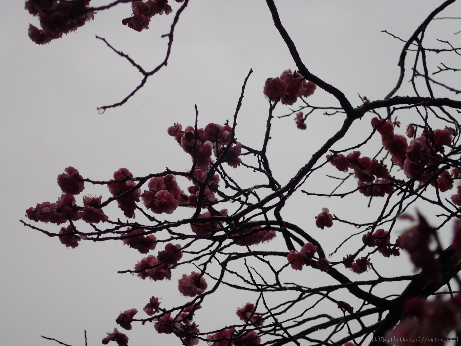 雨降りの梅の花（２） - 03
