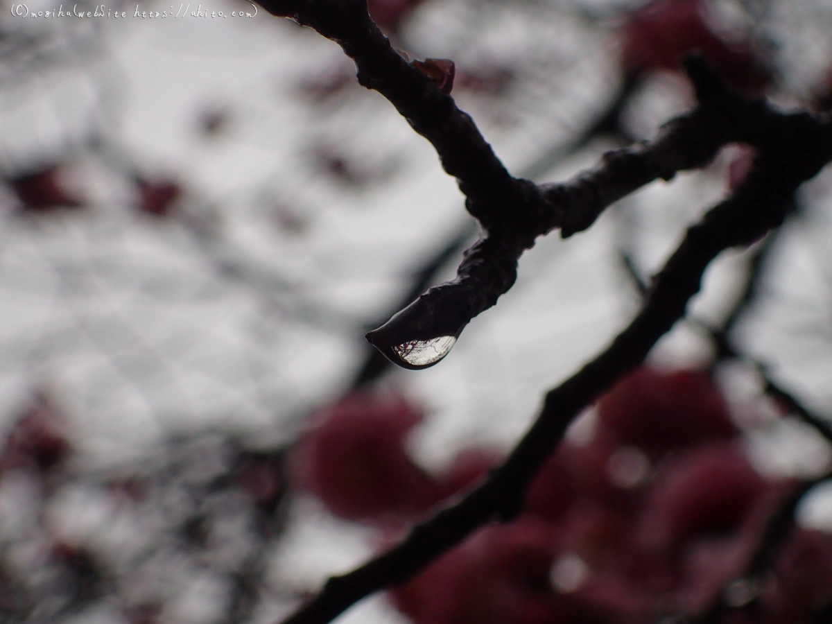 雨降りの梅の花（２） - 03