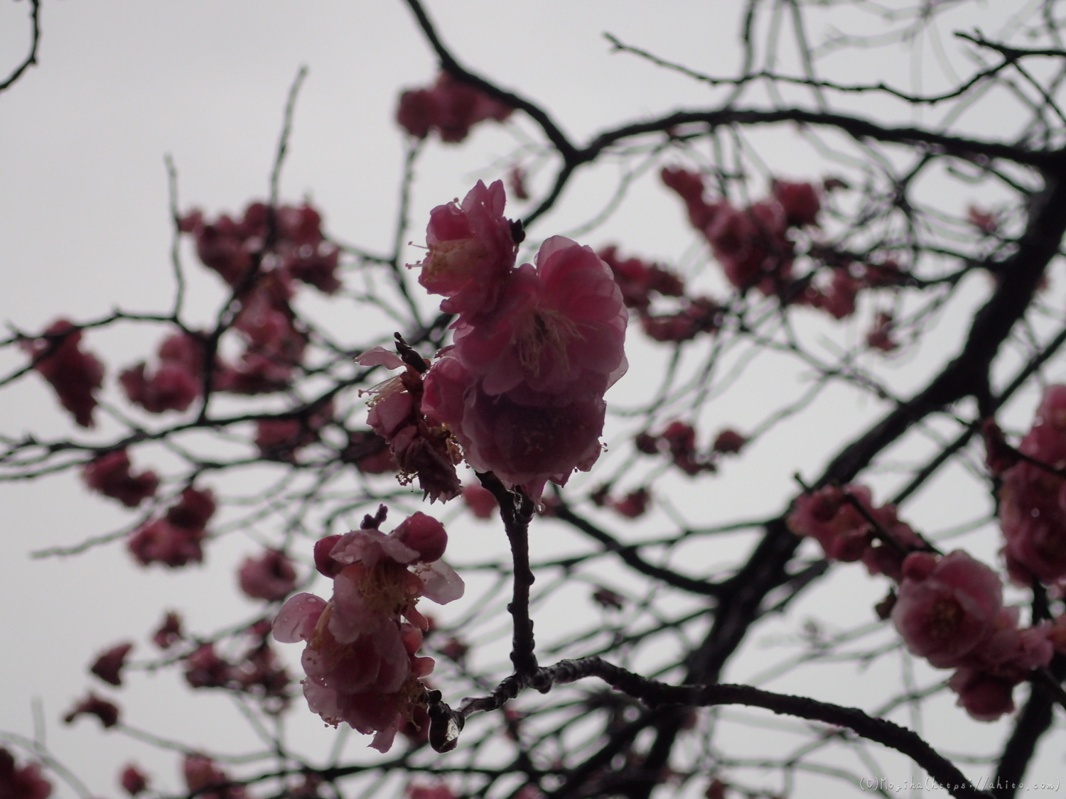 雨降りの梅の花（２） - 04