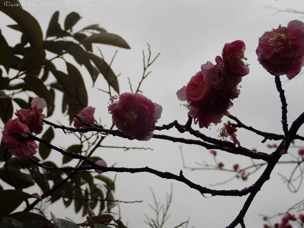 雨降りの梅の花（２） - 05