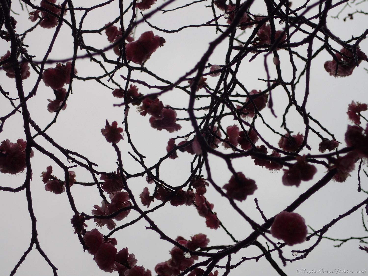 雨降りの梅の花（２） - 08