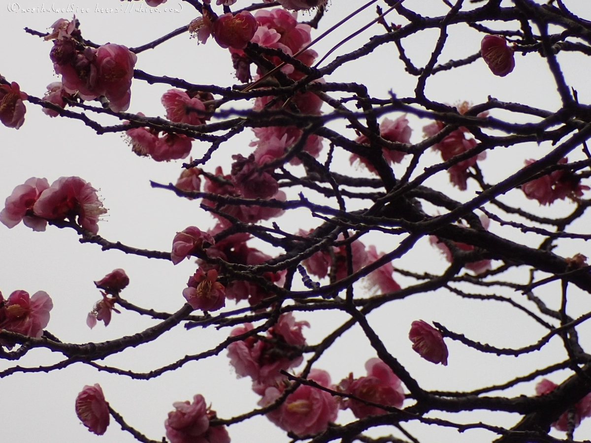 雨降りの梅の花（２） - 08