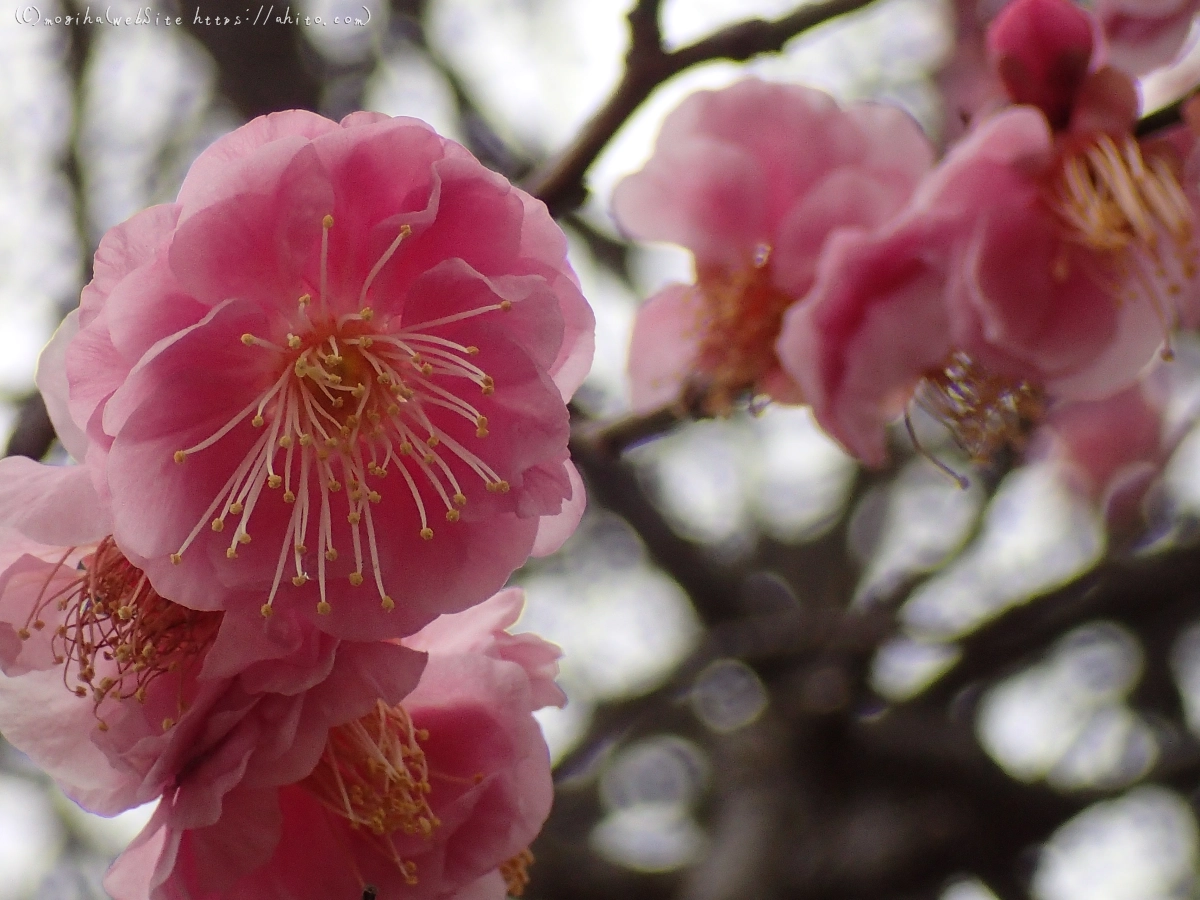 雨降りの梅の花（２） - 09