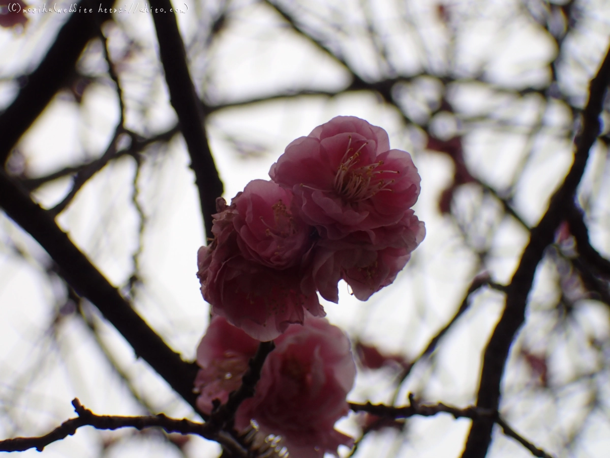 雨降りの梅の花（２） - 10