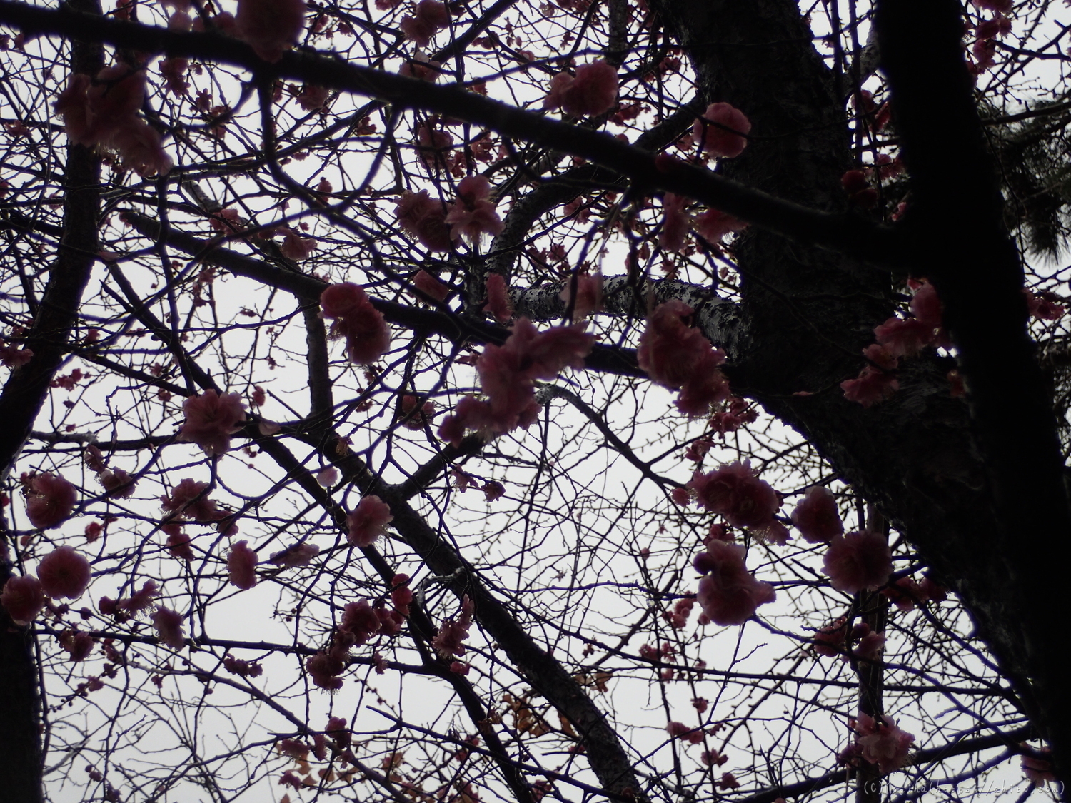 雨降りの梅の花（２） - 11