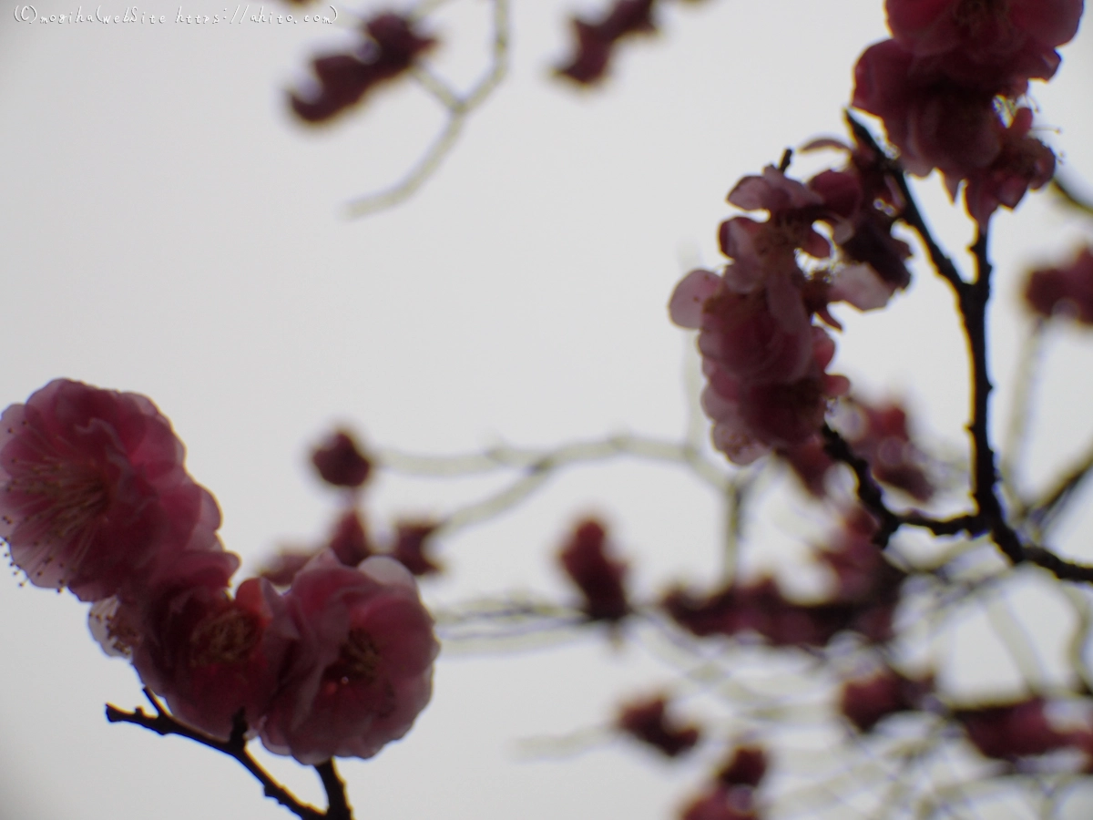 雨降りの梅の花（２） - 12