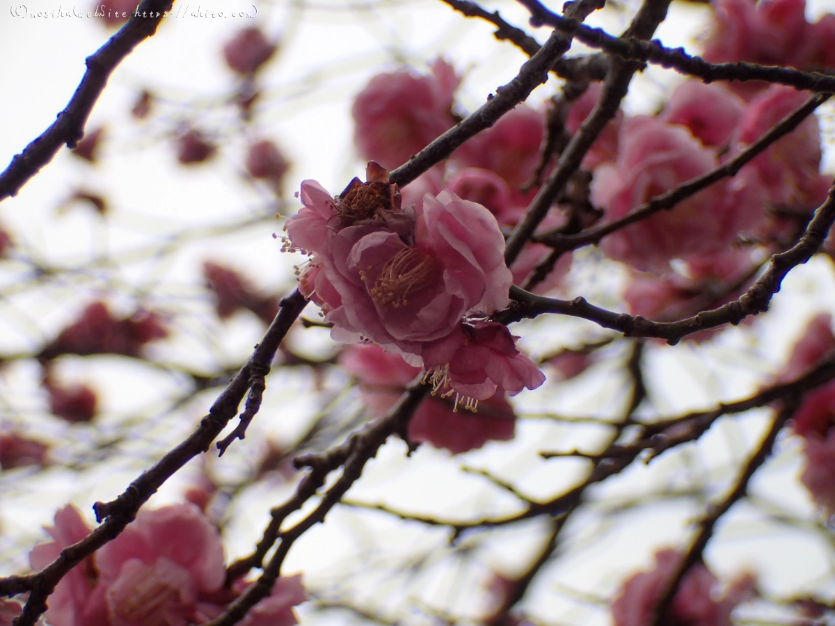 雨降りの梅の花（２） - 13