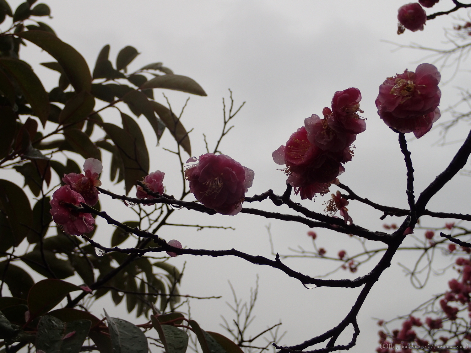 雨降りの梅の花（２） - 15
