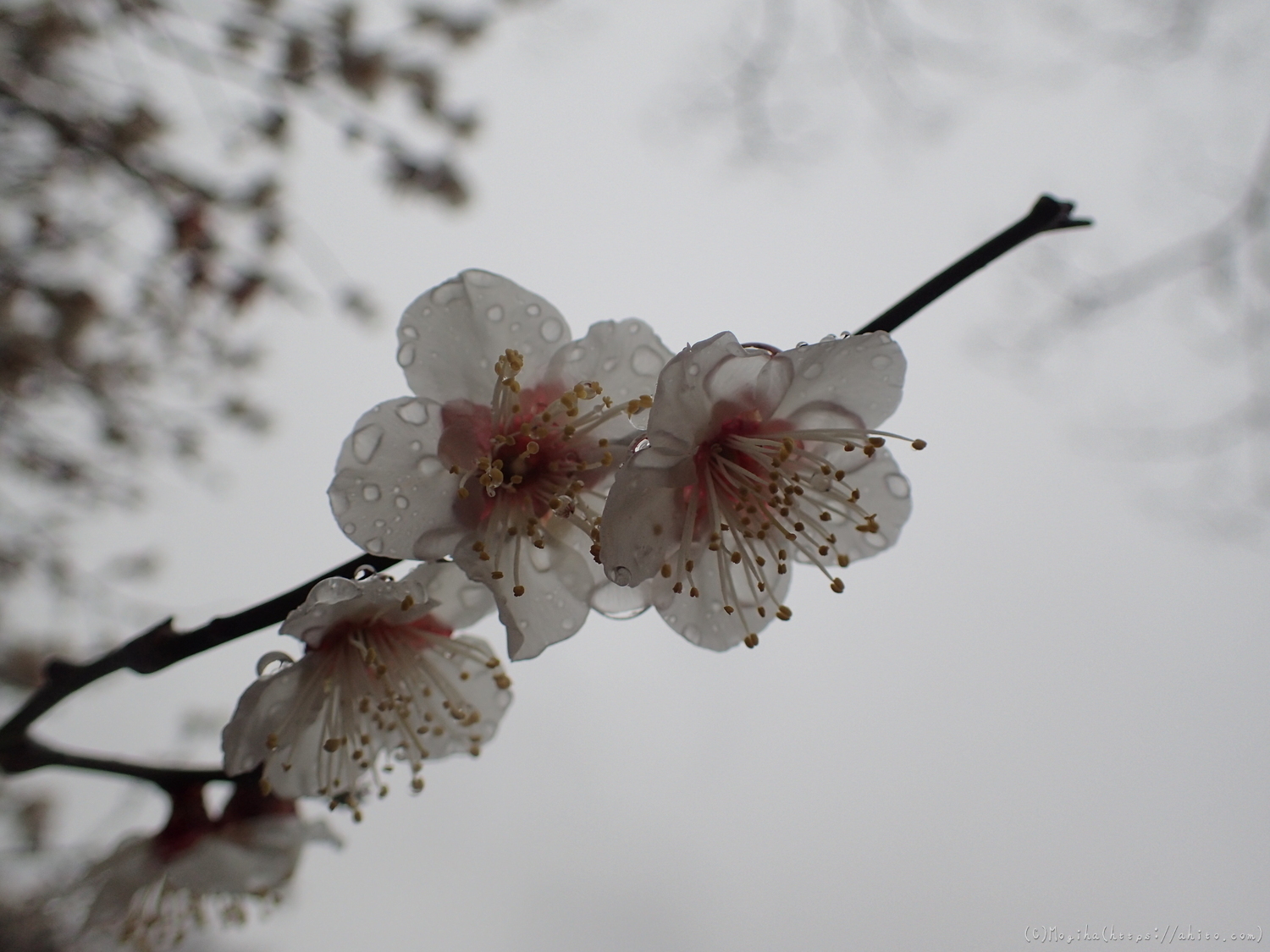 雨降りの梅の花（２） - 26