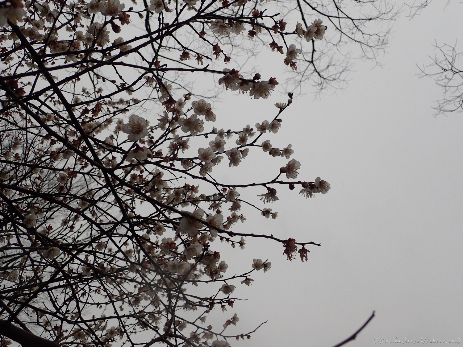 雨降りの梅の花（２） - 28