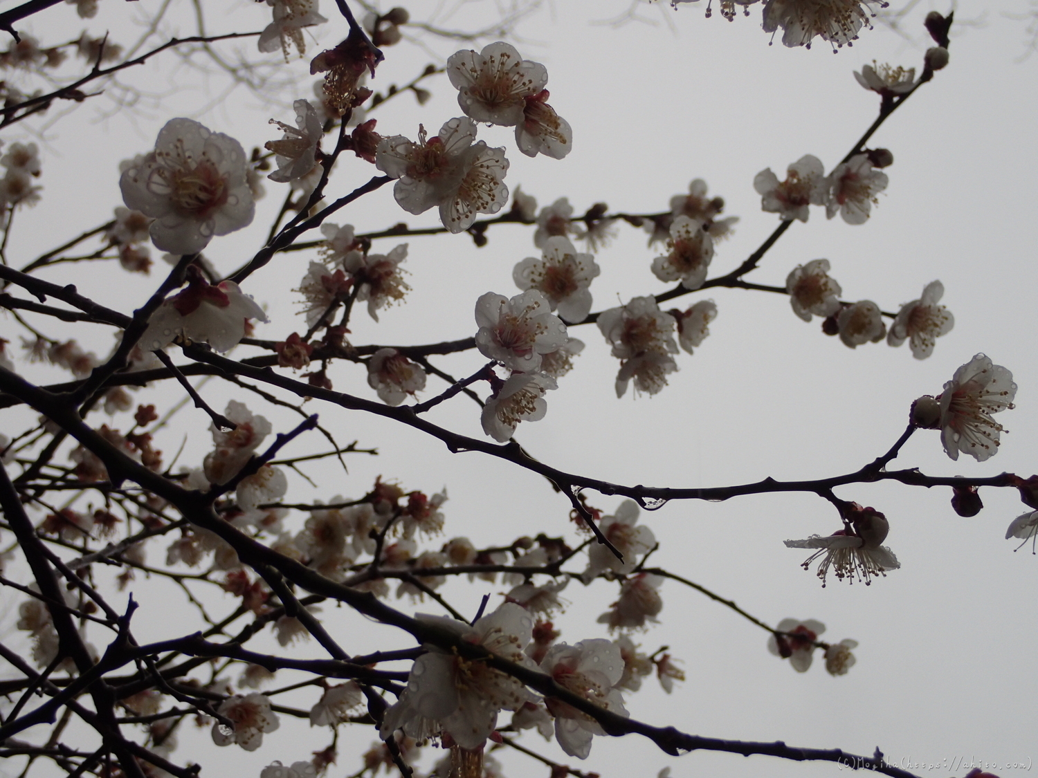 雨降りの梅の花（２） - 29