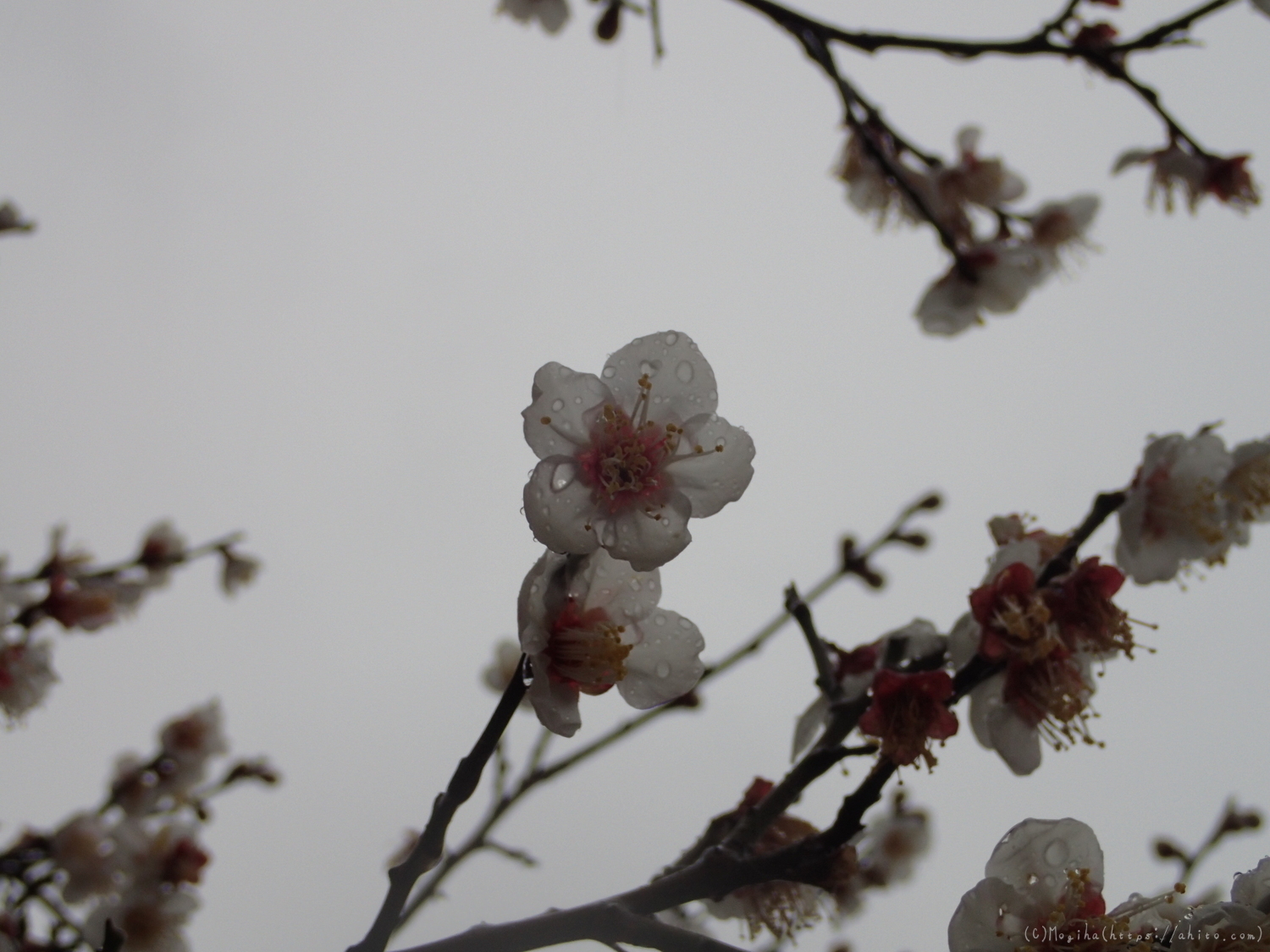 雨降りの梅の花（２） - 34