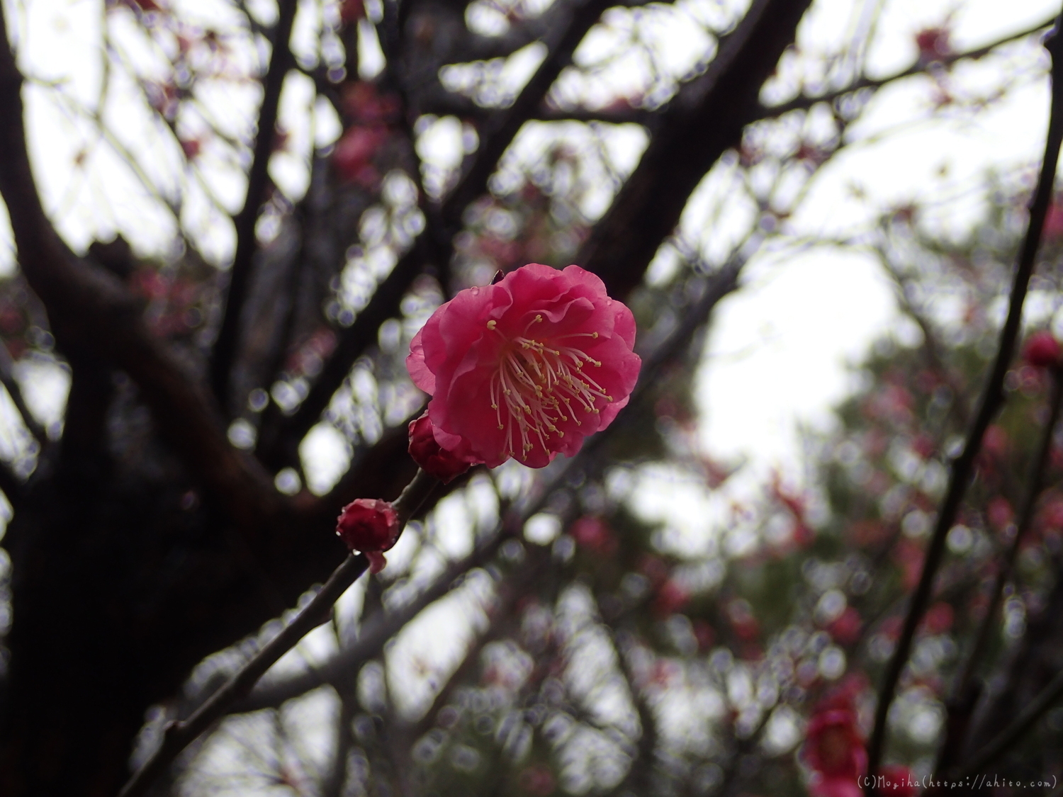 雨降りの梅の花（２） - 35