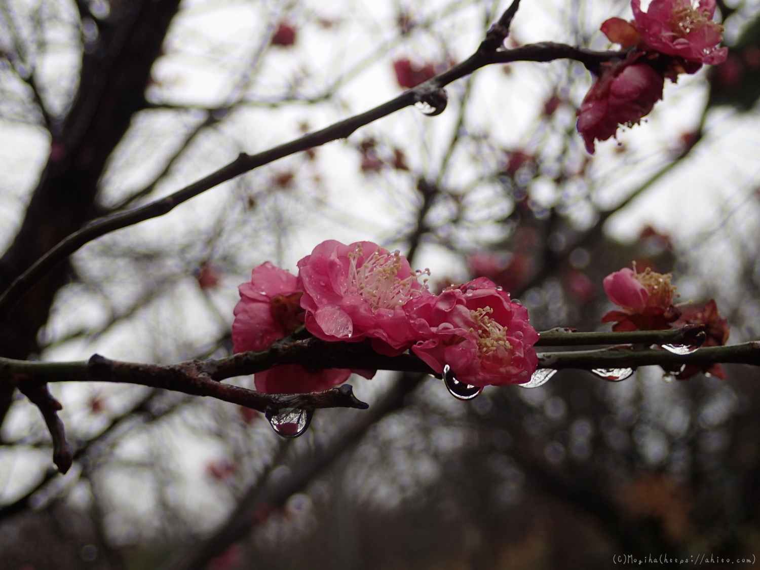 雨降りの梅の花（２） - 36