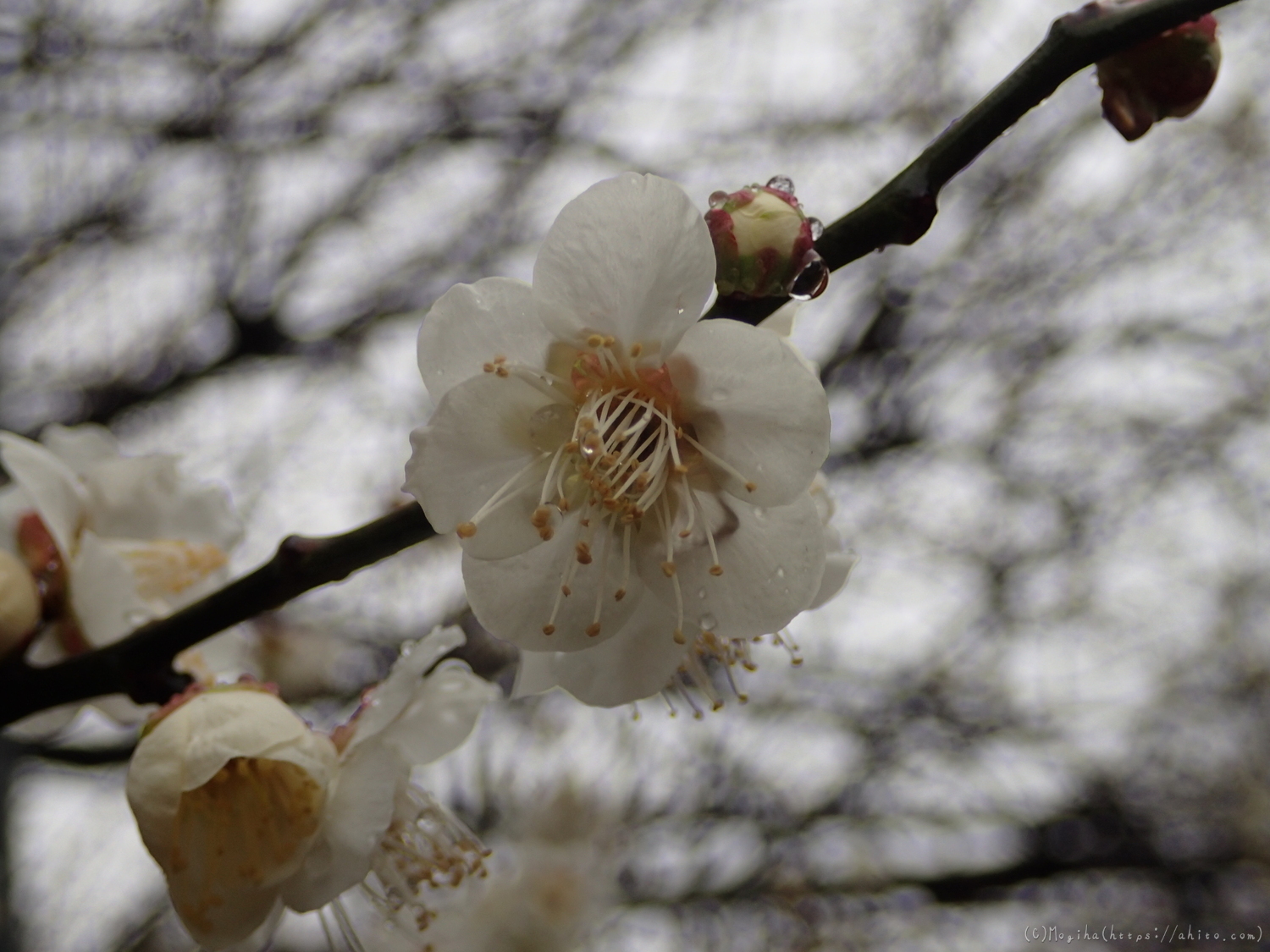 雨降りの梅の花（２） - 41