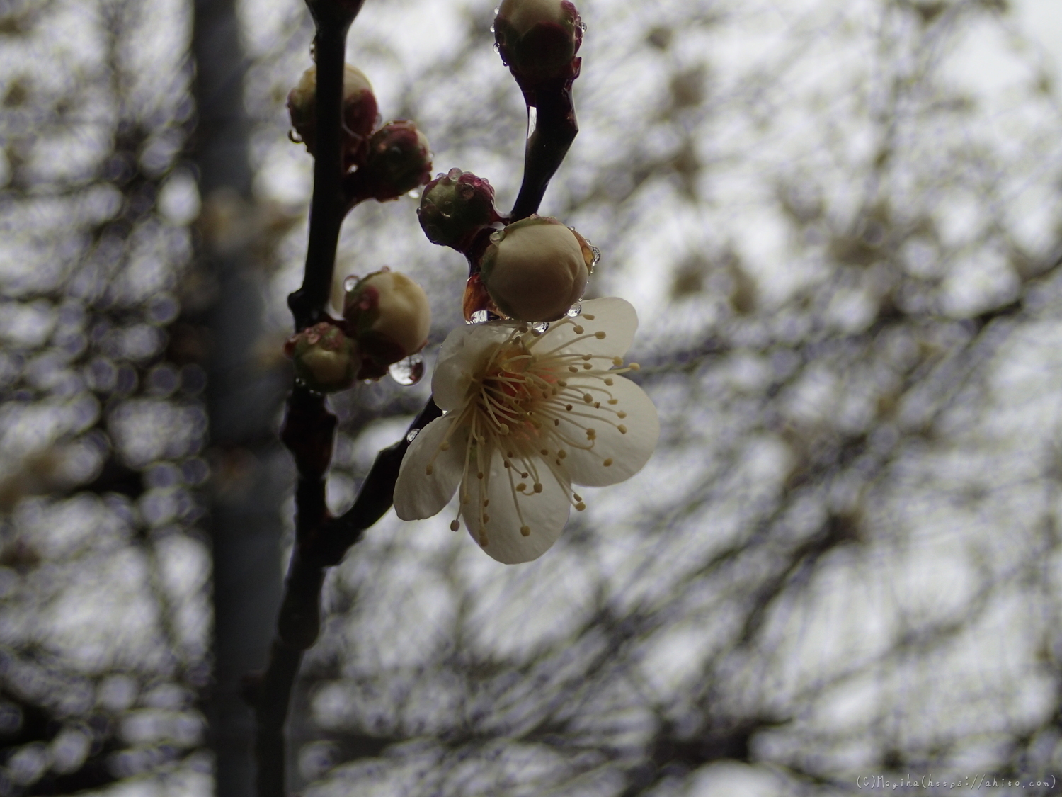 雨降りの梅の花（２） - 42