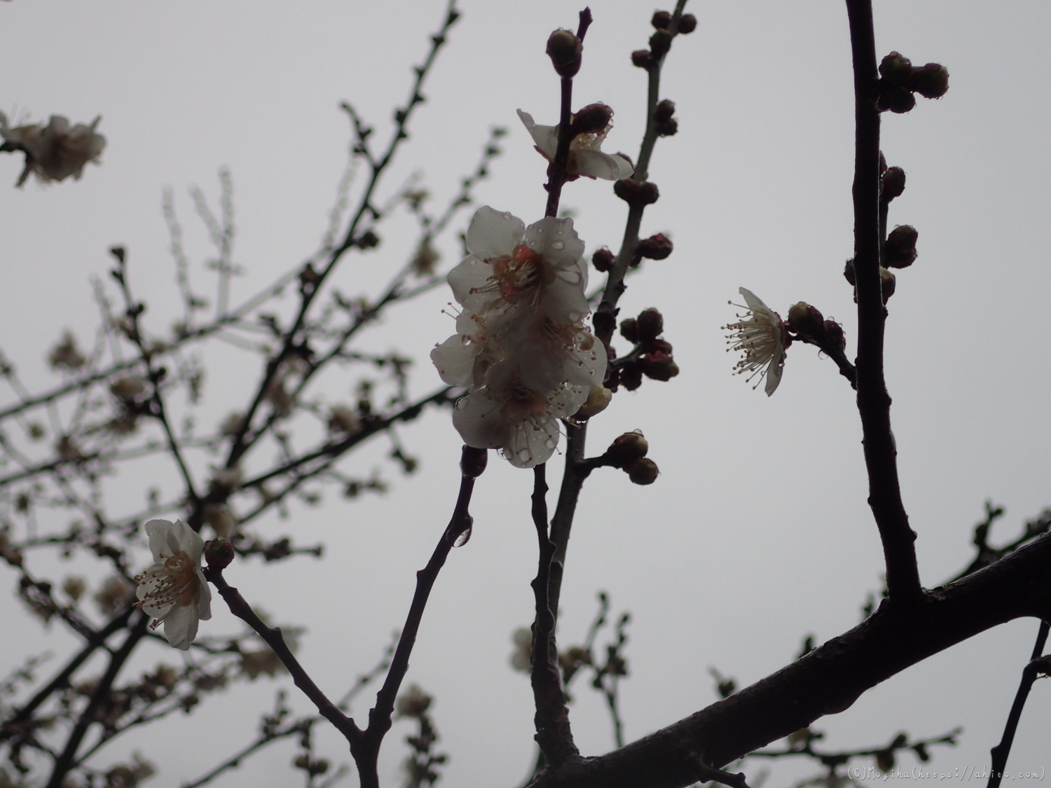 雨降りの梅の花（２） - 43