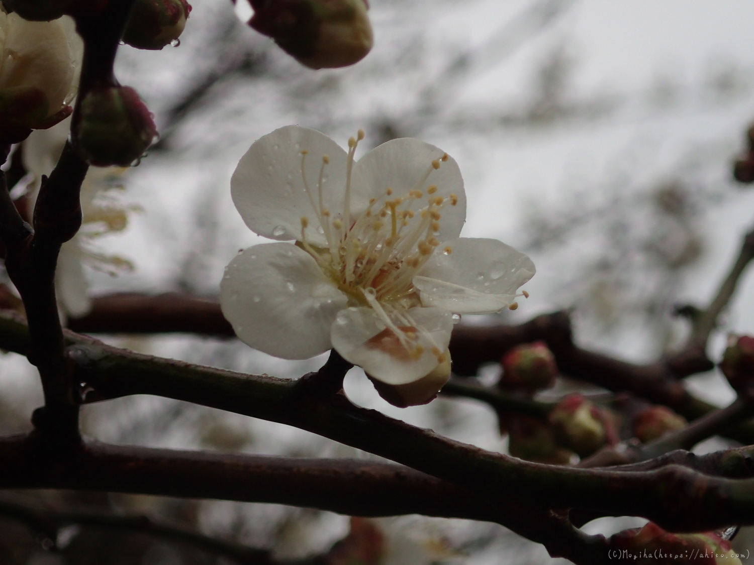 雨降りの梅の花（２） - 44