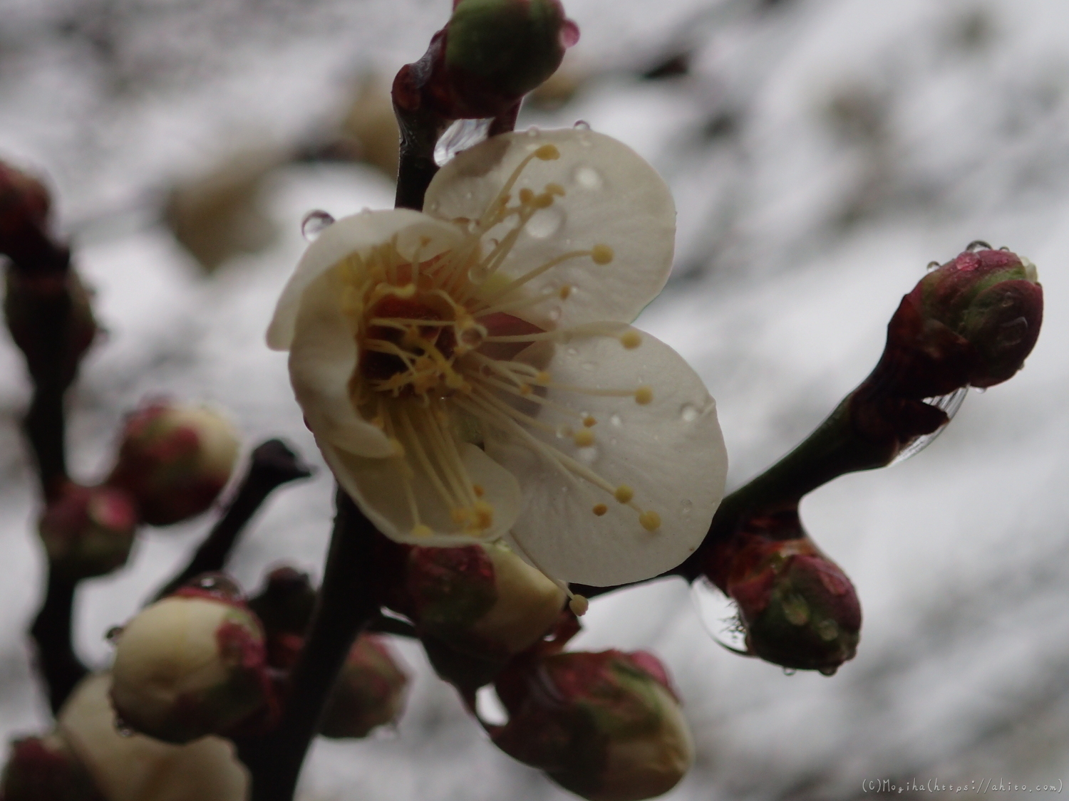 雨降りの梅の花（２） - 45