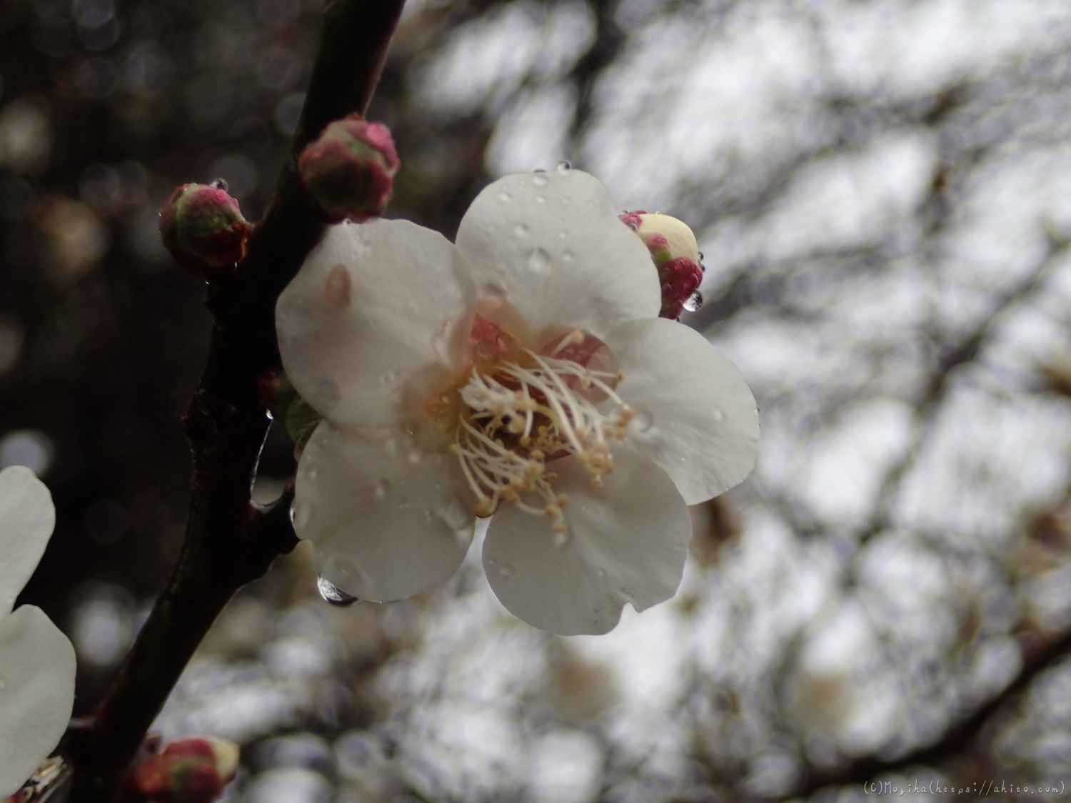 雨降りの梅の花（２） - 48