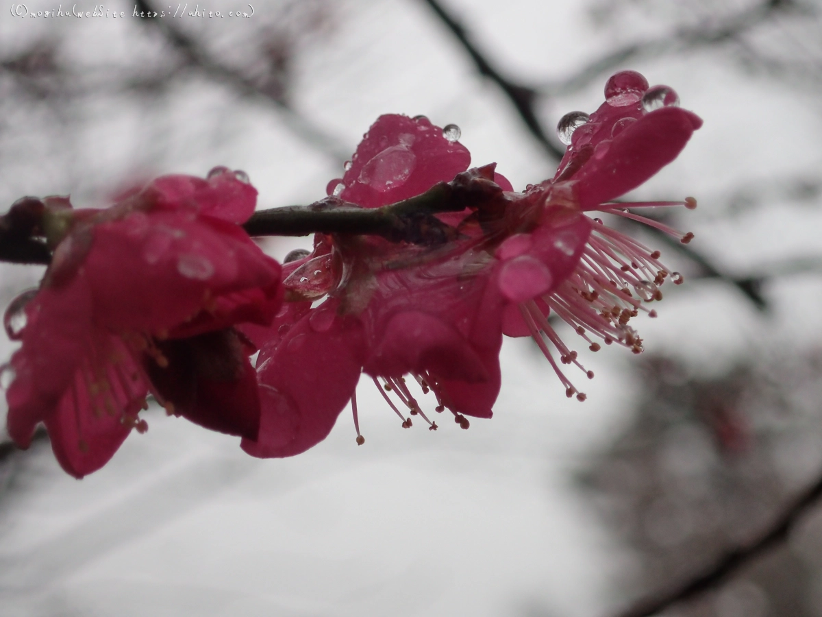 雪と梅の花 - 03