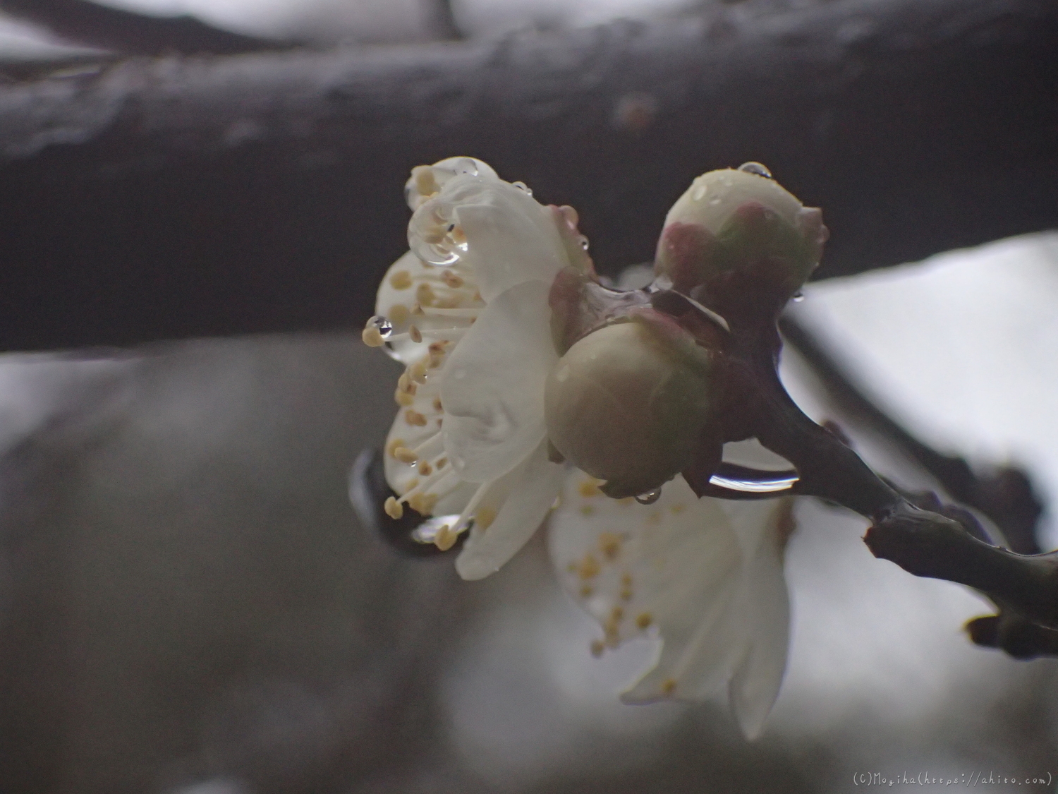 雪と梅の花 - 05