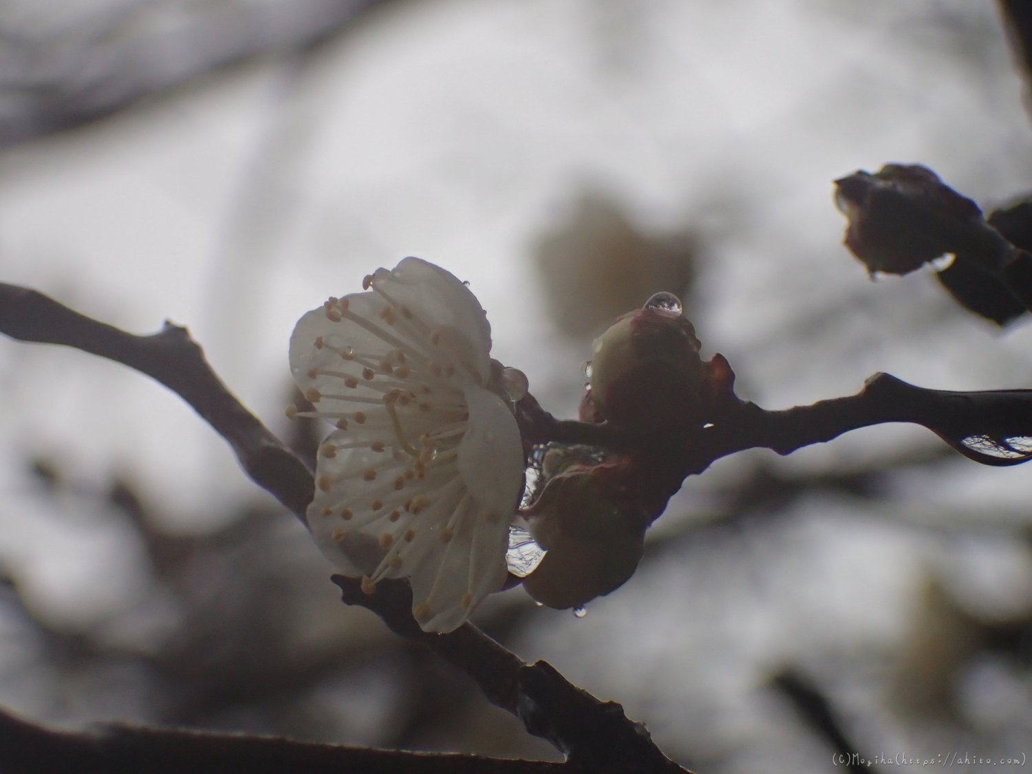 雪と梅の花 - 06