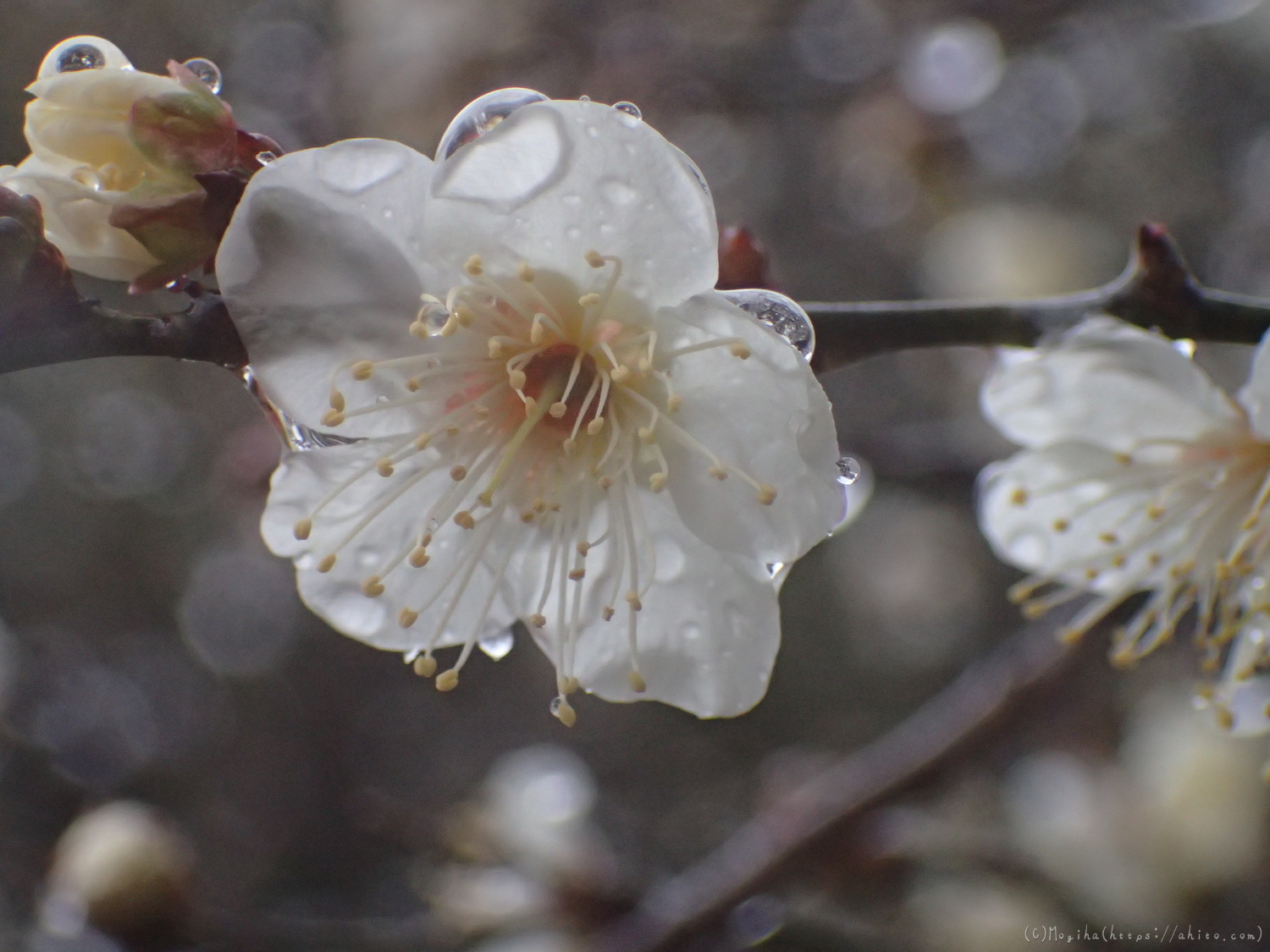 雪と梅の花 - 07