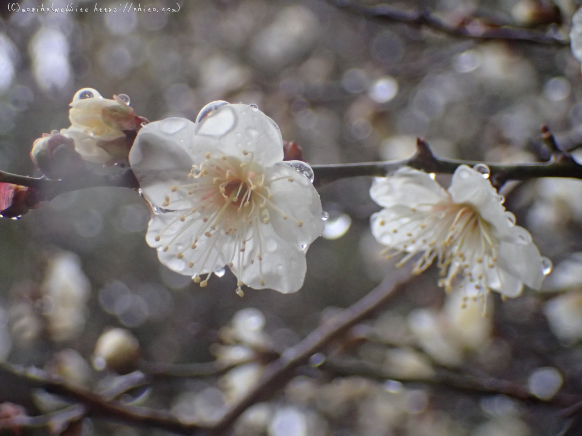 雪と梅の花 - 08