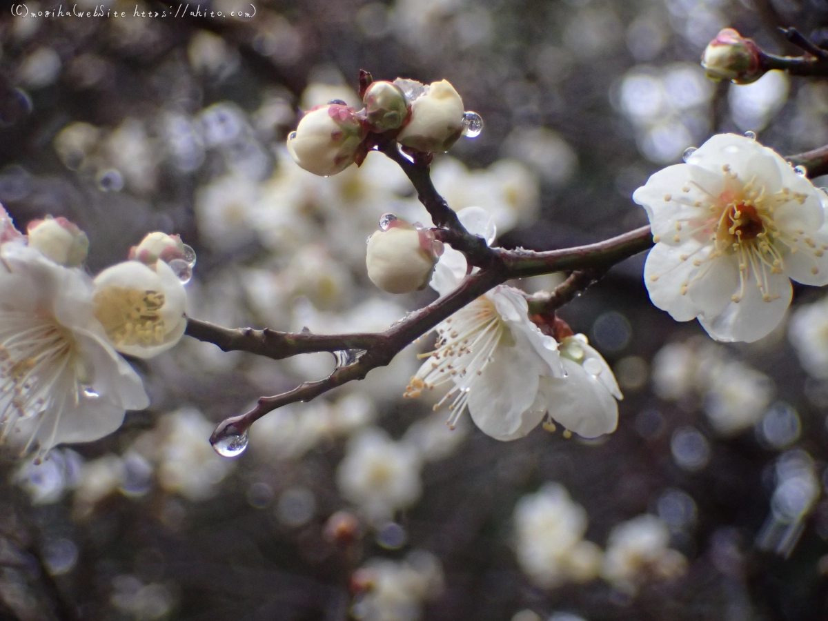 雪と梅の花 - 09