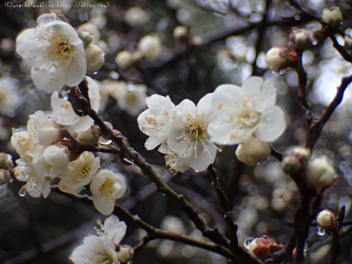 雪と梅の花 - 10