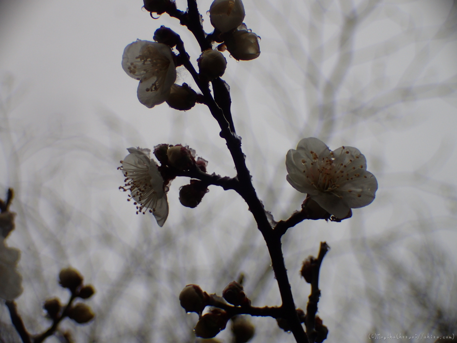雪と梅の花 - 11