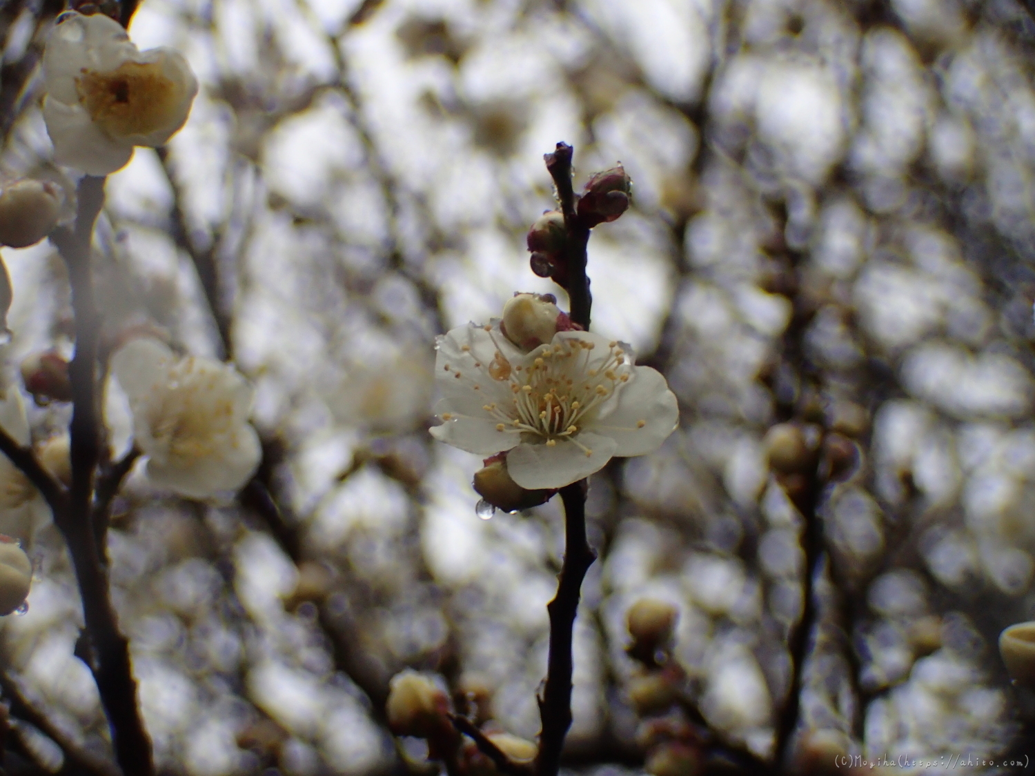 雪と梅の花 - 12