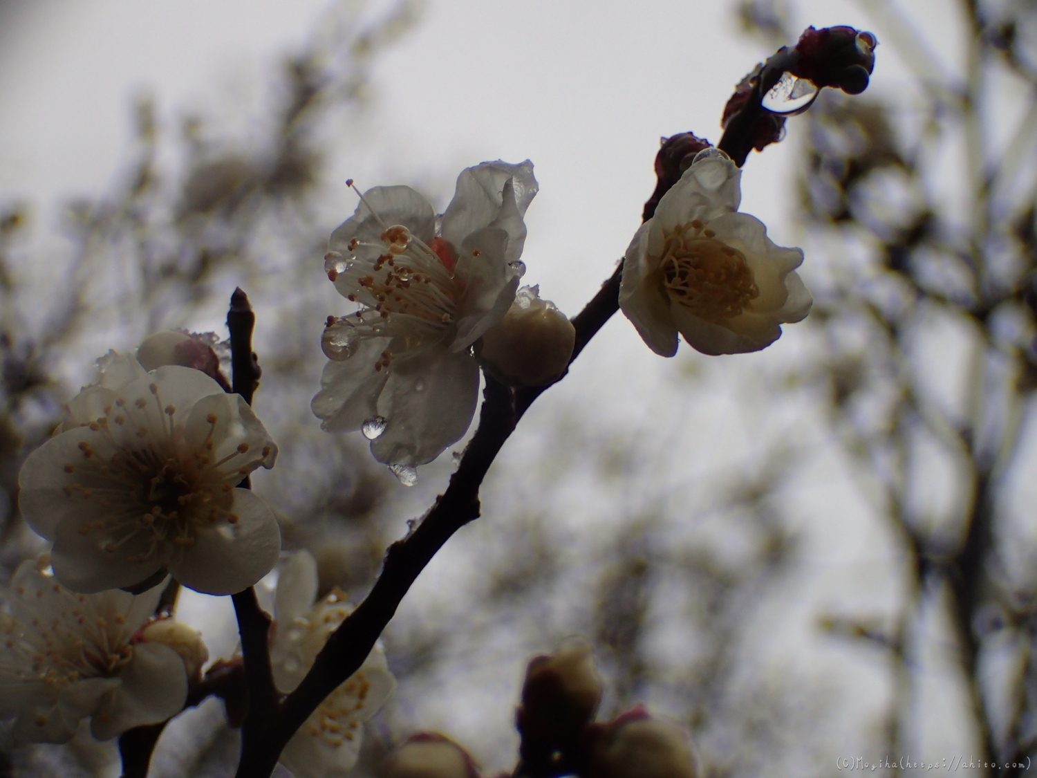 雪と梅の花 - 13