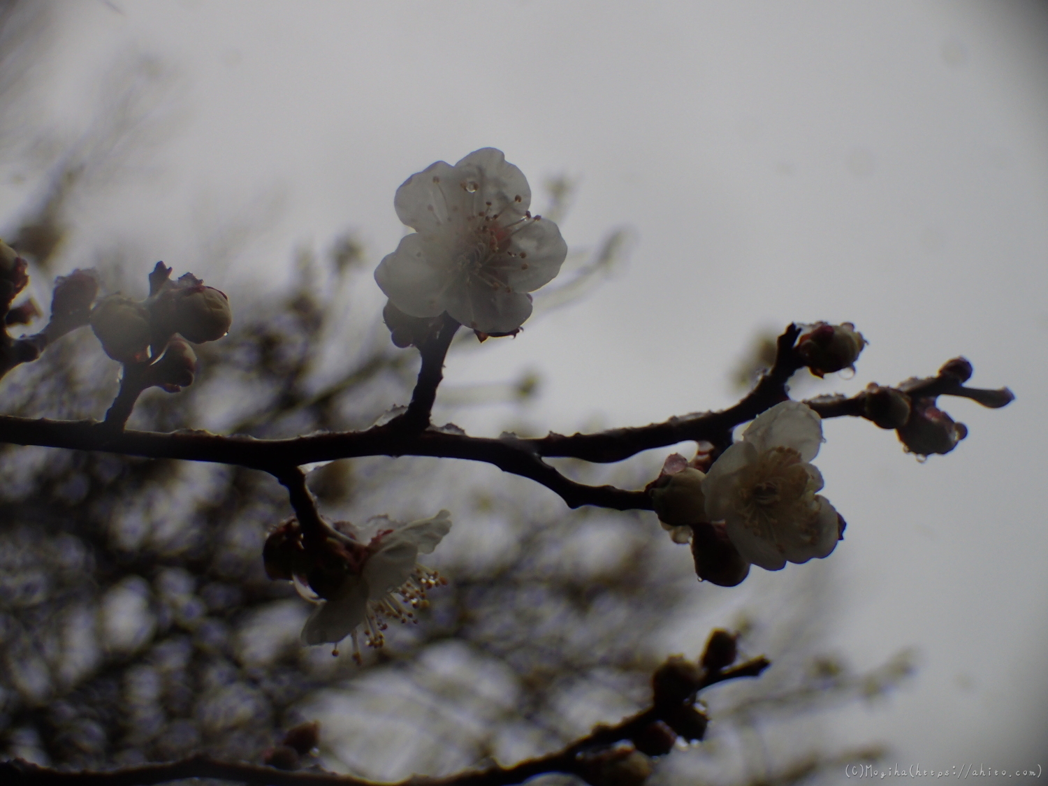 雪と梅の花 - 14