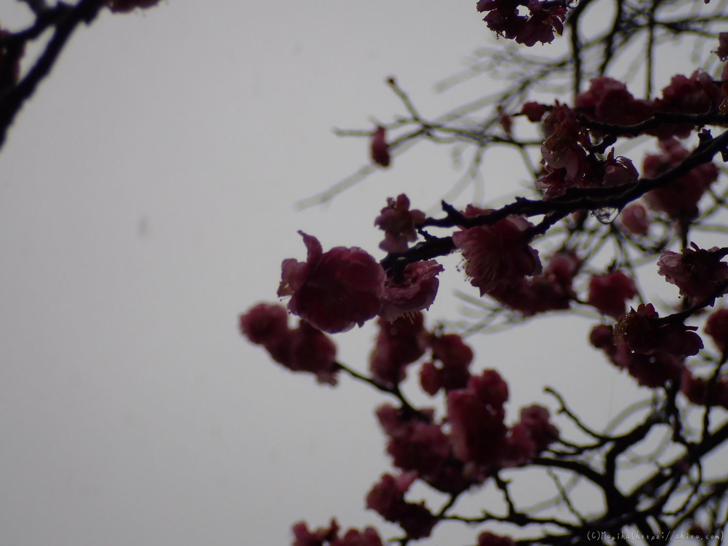 雪と梅の花 - 16