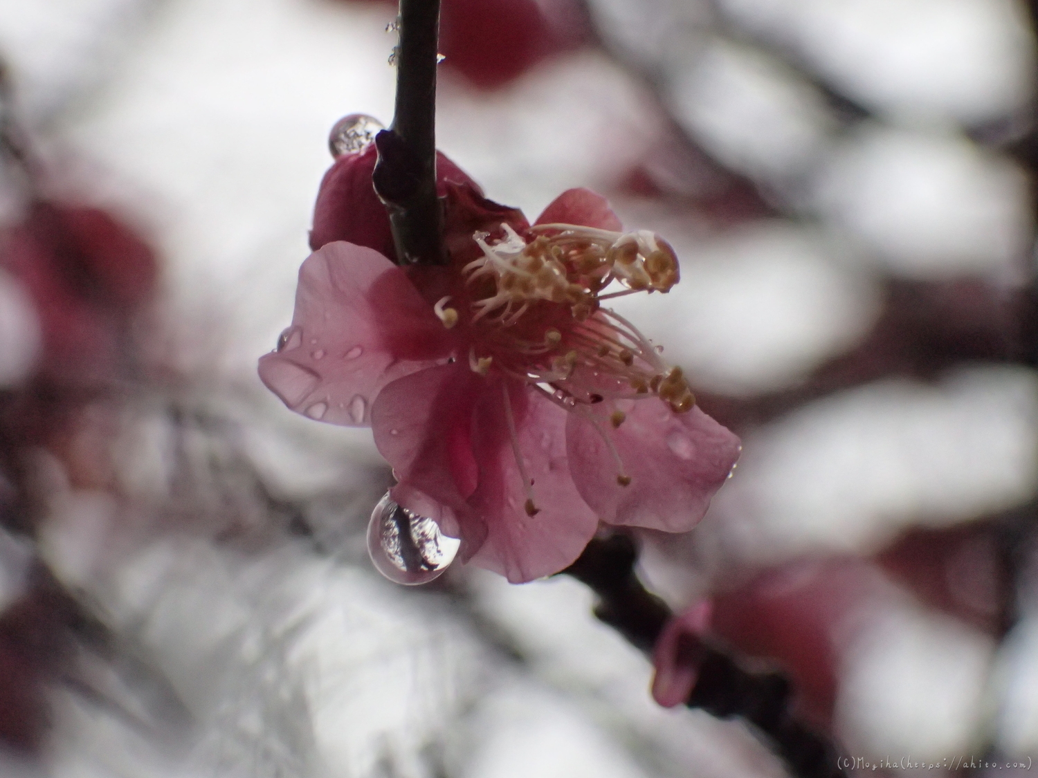 雪と梅の花 - 17